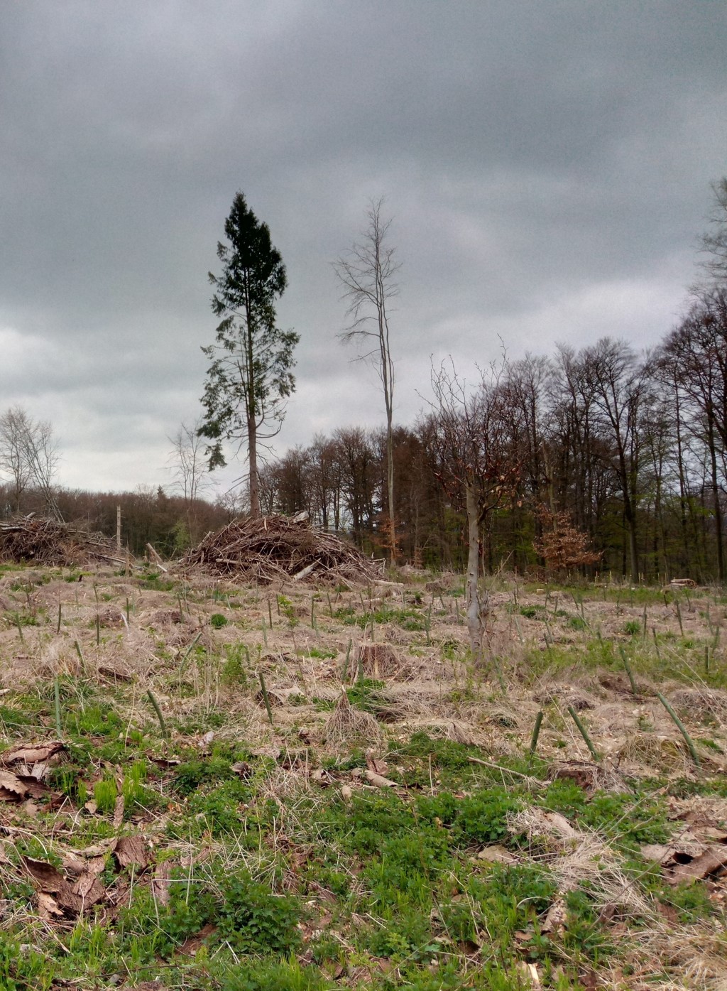wald spendenvoting 052021 2